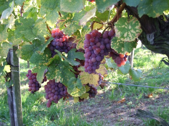 Vvinifera2[1].jpg (98252 bytes)